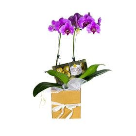 Kit Orquídea