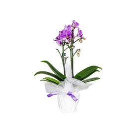 Orquídea (P)